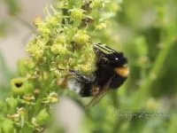 Hommels [Bombus]